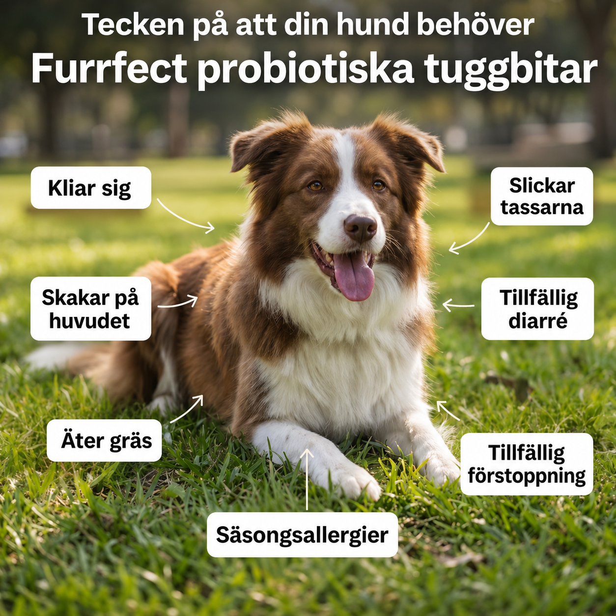Dagligt Probiotiskt Tuggben – För Tarm - & Matsmältningshälsa