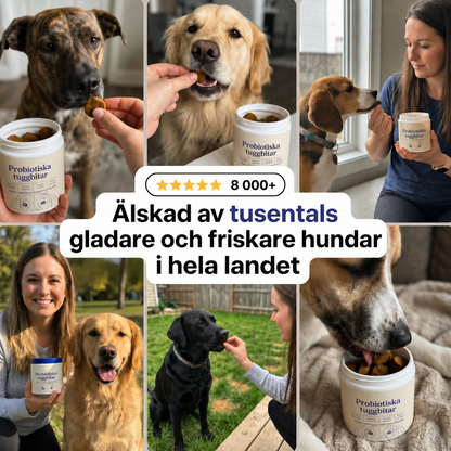 Dagligt Probiotiskt Tuggben – För Tarm - & Matsmältningshälsa