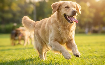 Hunden du känner igen är tillbaka